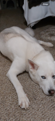 Lost Female Dog last seen Ruby, Tully road, San Jose, CA 95148