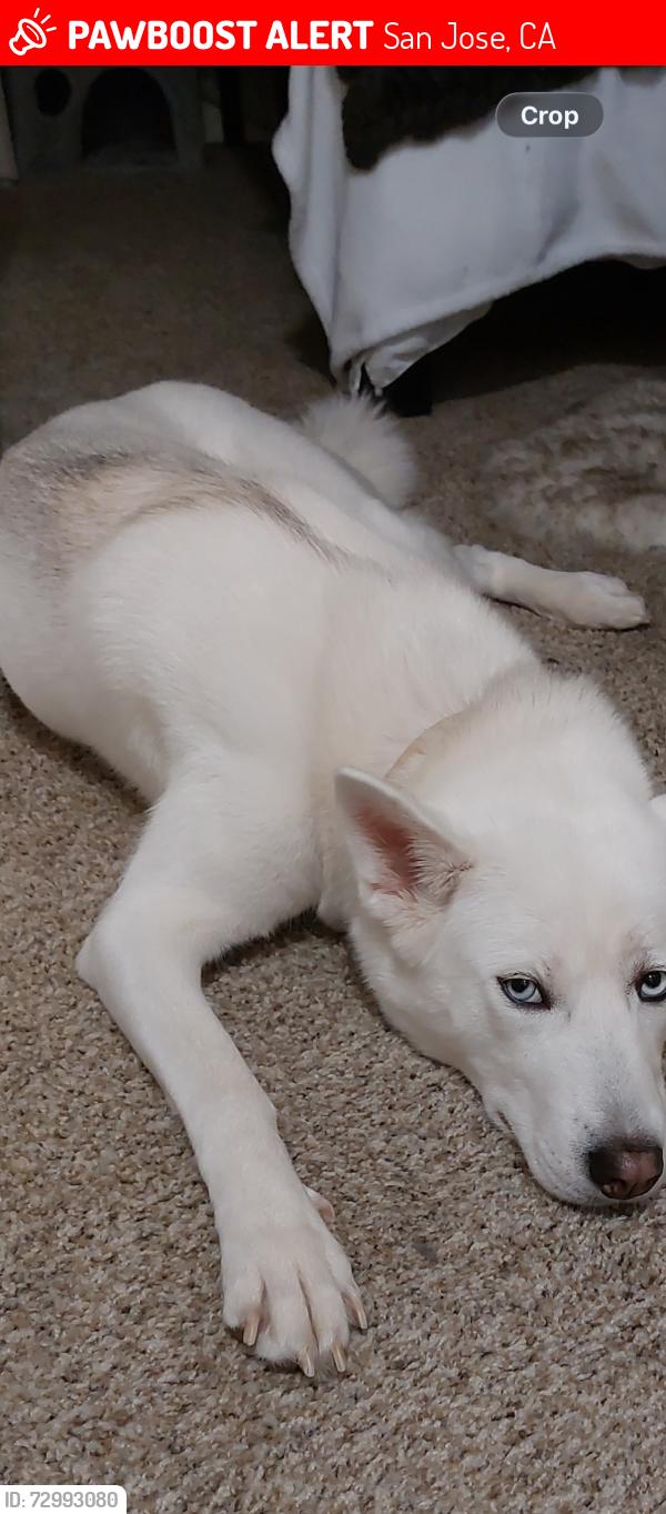 Lost Female Dog last seen Ruby, Tully road, San Jose, CA 95148