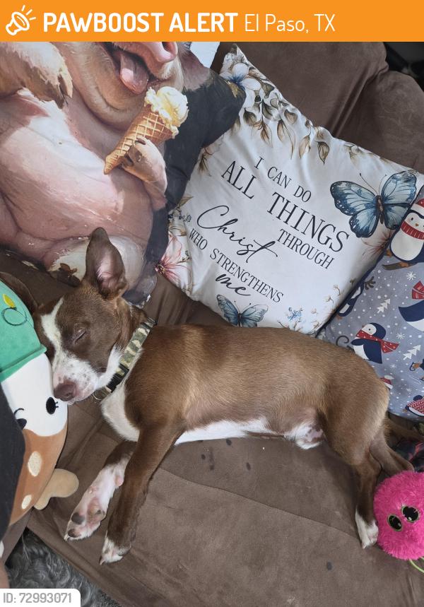 Found/Stray Female Dog last seen Justice Street, El Paso, TX 79938