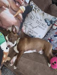 Found/Stray Female Dog last seen Justice Street, El Paso, TX 79938
