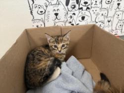 Shelter Stray Female Cat last seen , 957 N Gaffey St, San Pedro, CA 90731, USA