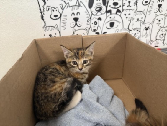 Shelter Stray Female Cat last seen , 957 N Gaffey St, San Pedro, CA 90731, USA