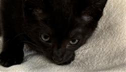 Shelter Stray Female Cat last seen , 957 N Gaffey St, San Pedro, CA 90731, USA