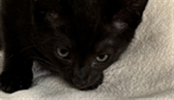 Shelter Stray Female Cat last seen , 957 N Gaffey St, San Pedro, CA 90731, USA