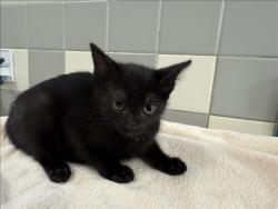 Shelter Stray Female Cat last seen , 957 N Gaffey St, San Pedro, CA 90731, USA