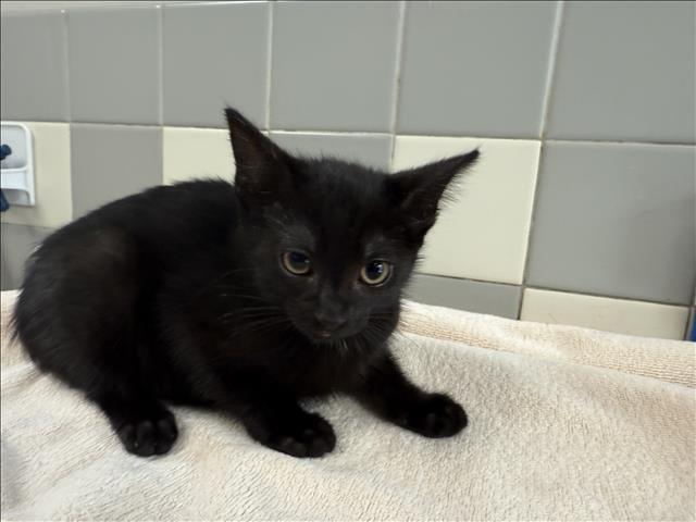 Shelter Stray Female Cat last seen , 957 N Gaffey St, San Pedro, CA 90731, USA