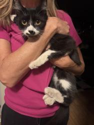 Reunited Female Cat last seen Near N 6th Avenue Upland (Arrow and Campus) CA , Upland, CA 91786