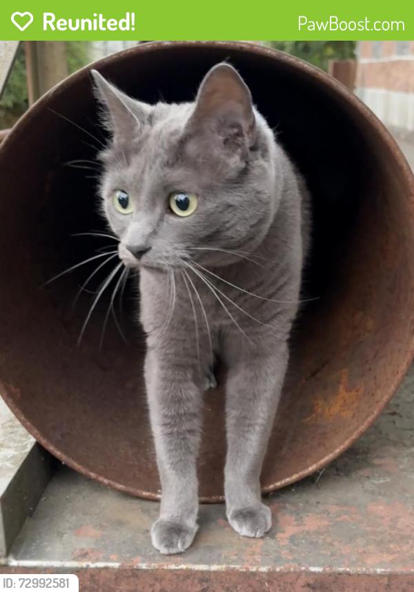 Reunited Female Cat last seen Near 44th Ave NE, Salem, OR 97301, USA, Salem, OR 97301