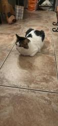Reunited Male Cat last seen Bond Road, Stonebrook Dr, Elk Grove, CA 95624
