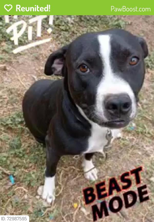 Reunited Male Dog last seen east 38th, goliad elementary , San Angelo, TX 76903