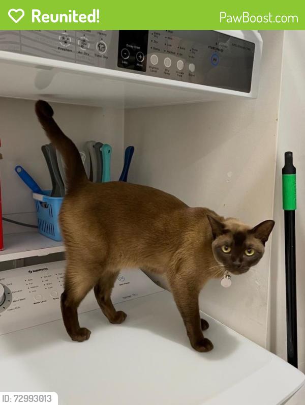 Reunited Female Cat last seen Civic Ave, Kogarah, NSW 2217