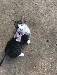Lost Female Cat last seen Stadium drive, in the TwinLeaf neighborhood, Kalamazoo, MI 49008