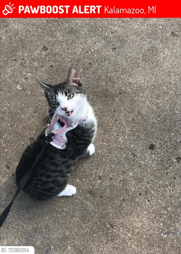 Lost Female Cat last seen Stadium drive, in the TwinLeaf neighborhood, Kalamazoo, MI 49008