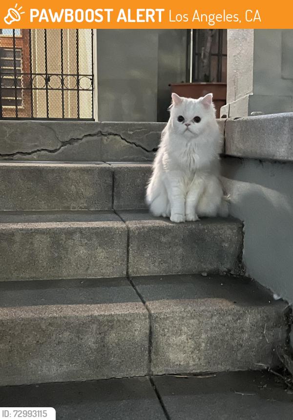 Found/Stray Unknown Cat last seen 6th Street & S St Andrews pl, Los Angeles, CA 90020