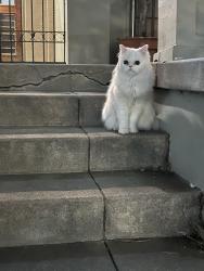 Found/Stray Unknown Cat last seen 6th Street & S St Andrews pl, Los Angeles, CA 90020