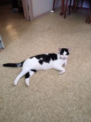 Lost Female Cat last seen Yagoona west cafe , Yagoona, NSW 2199