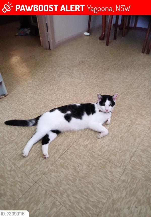 Lost Female Cat last seen Yagoona west cafe , Yagoona, NSW 2199