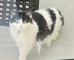 Reunited Unknown Cat last seen Clarkdale Meadows , Sherwood Park, AB T8H 1P7