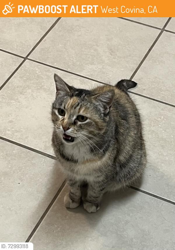 Found/Stray Unknown Cat last seen Baldwin Park Starbucks, West Covina, CA 91790