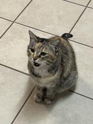 Found/Stray Unknown Cat last seen Baldwin Park Starbucks, West Covina, CA 91790