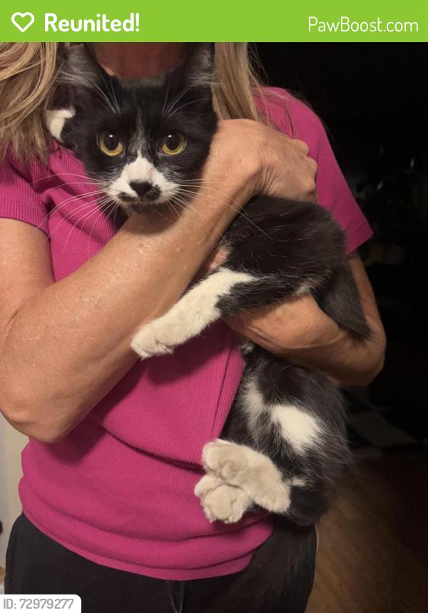Reunited Female Cat last seen Near N 6th Avenue Upland (Arrow and Campus) CA , Upland, CA 91786
