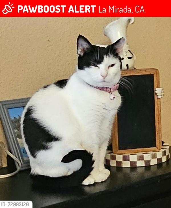 Lost Female Cat last seen Lemon & kibbee, La Mirada, CA 90638