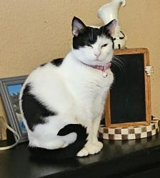 Lost Female Cat last seen Lemon & kibbee, La Mirada, CA 90638