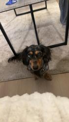 Lost Female Dog last seen Ten Mile, McMillan, Meridian, ID 83646