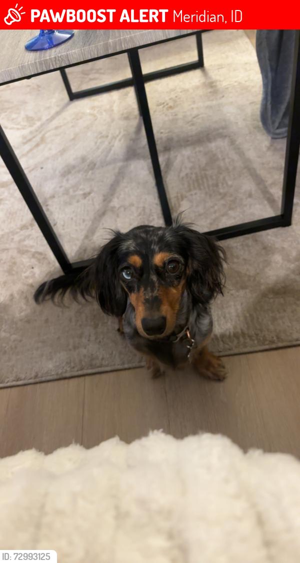 Lost Female Dog last seen Ten Mile, McMillan, Meridian, ID 83646