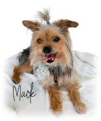 Lost Male Dog last seen Hillcrest hosp area, Claremore, OK 74017
