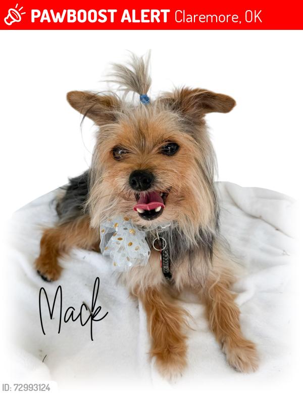 Lost Male Dog last seen Hillcrest hosp area, Claremore, OK 74017