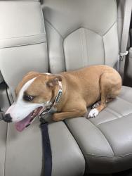 Lost Female Dog last seen hardees/knoxville furniture clinton highway, Powell, TN 37849