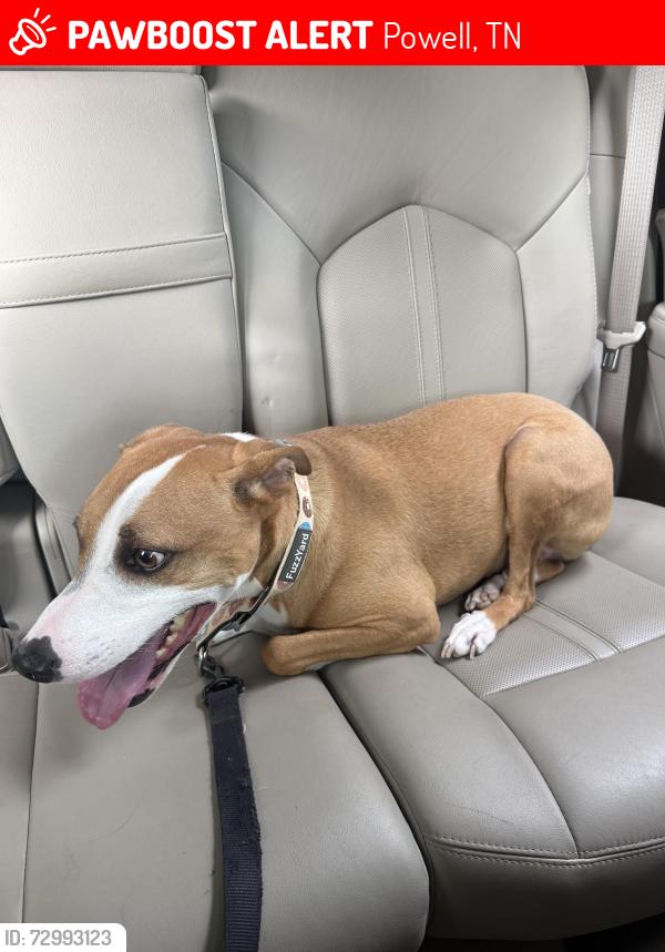 Lost Female Dog last seen hardees/knoxville furniture clinton highway, Powell, TN 37849