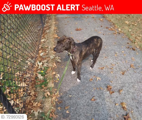 Lost Female Dog last seen Near arboretum , Seattle, WA 98112