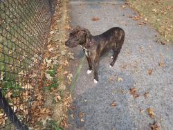 Lost Female Dog last seen Near arboretum , Seattle, WA 98112
