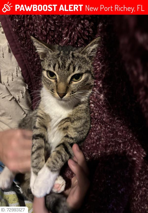 Lost Female Cat last seen Near Markham St, New Port Richey, FL 34654