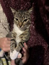 Lost Female Cat last seen Near Markham St, New Port Richey, FL 34654