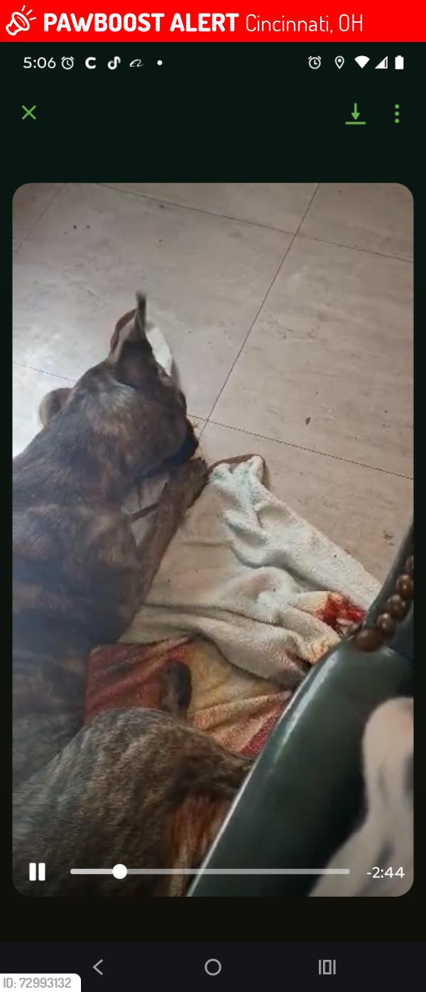 Lost Female Dog last seen Warsaw and glenway, Cincinnati, OH 45205
