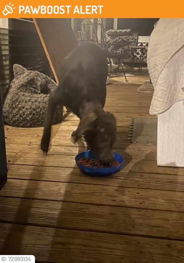 Found/Stray Male Dog last seen Longstreet rd, Montgomery County, TX 77318
