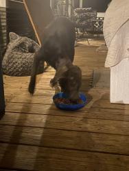 Found/Stray Male Dog last seen Longstreet rd, Montgomery County, TX 77318