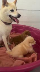 Reunited Female Dog last seen Near derby lane, Lafayette, LA 70508