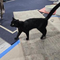 Lost Female Cat last seen Ranch rd  Tamarix rd, Port Richey, FL 34668