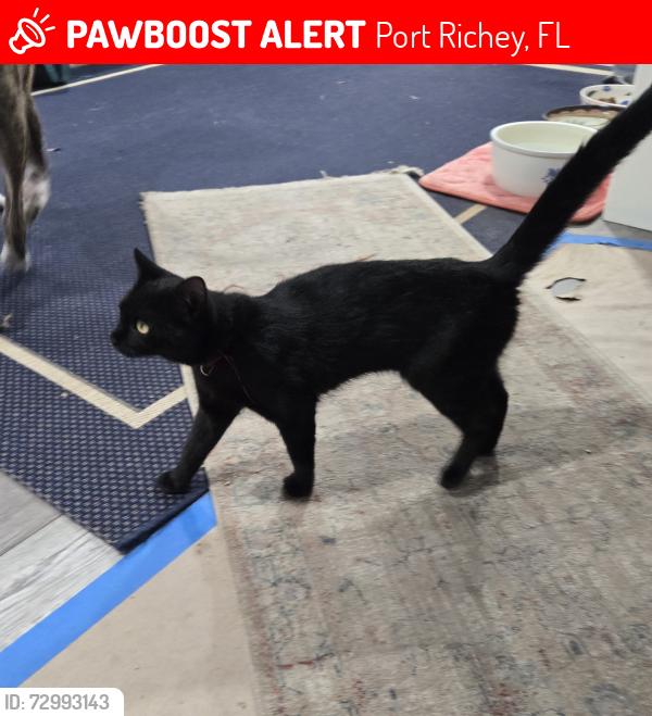 Lost Female Cat last seen Ranch rd  Tamarix rd, Port Richey, FL 34668