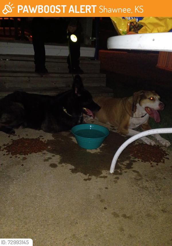 Found/Stray Female Dog last seen In the middle of the street near a neighborhood , Shawnee, KS 66216