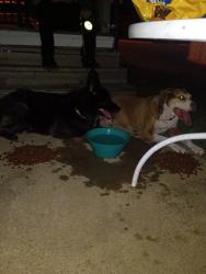 Found/Stray Female Dog last seen In the middle of the street near a neighborhood , Shawnee, KS 66216