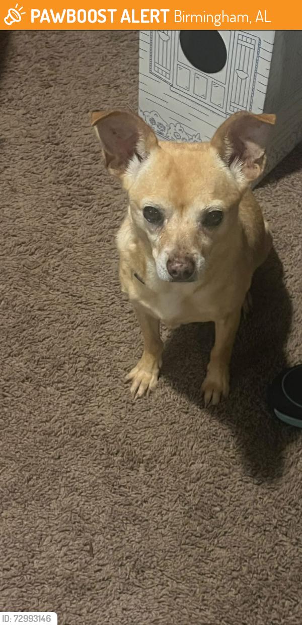 Found/Stray Female Dog last seen Brewster Rd and Lyle Dr, Birmingham, AL 35235