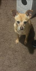 Found/Stray Female Dog last seen Brewster Rd and Lyle Dr, Birmingham, AL 35235