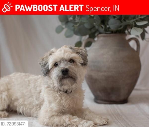 Lost Male Dog last seen Near us hwy 231 freedom indiana , Spencer, IN 47460