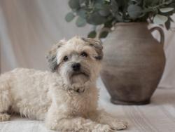 Lost Male Dog last seen Near us hwy 231 freedom indiana , Spencer, IN 47460