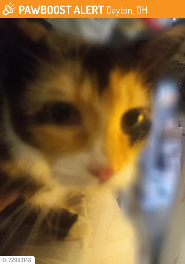 Found/Stray Unknown Cat last seen Linden and Alverno , Dayton, OH 45410
